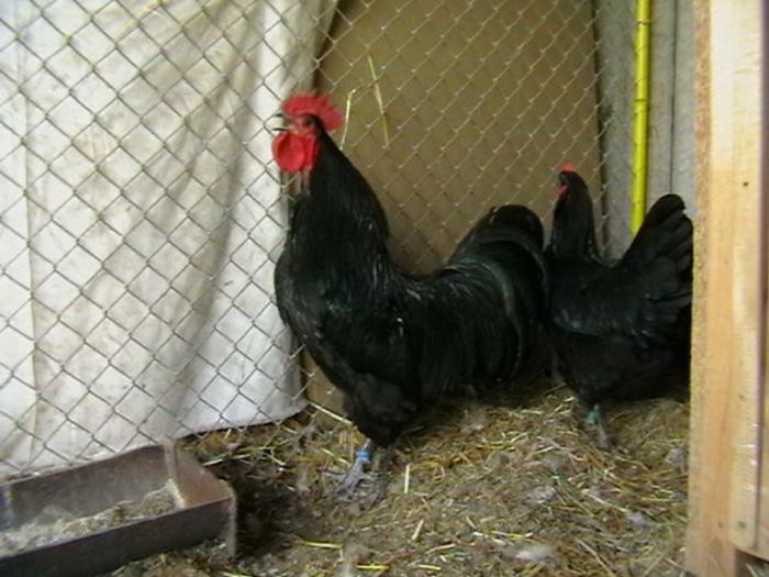 IMGA0203 - G AUSTRALORP NEGRU