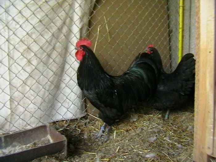 IMGA0204 - G AUSTRALORP NEGRU