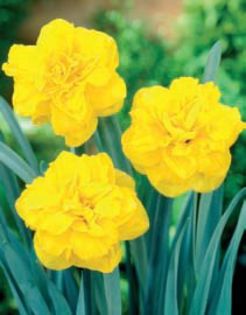 narcise double gold meda .1,53 lei