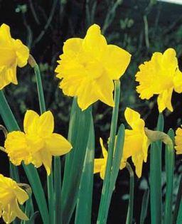 narcise dutch master 1,47 lei