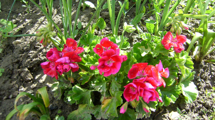 DSC00506 - 0 VANZARE MUSCATE