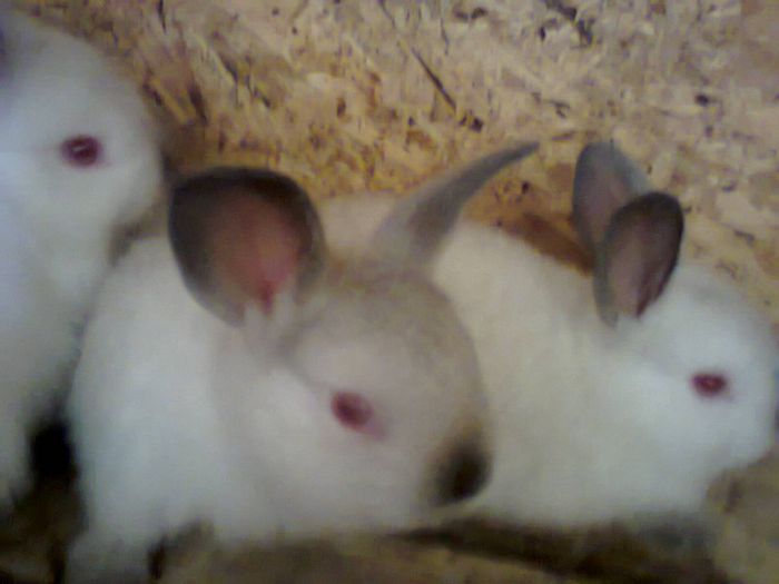 Fotografie0443 - PUI CALIFORNIAN