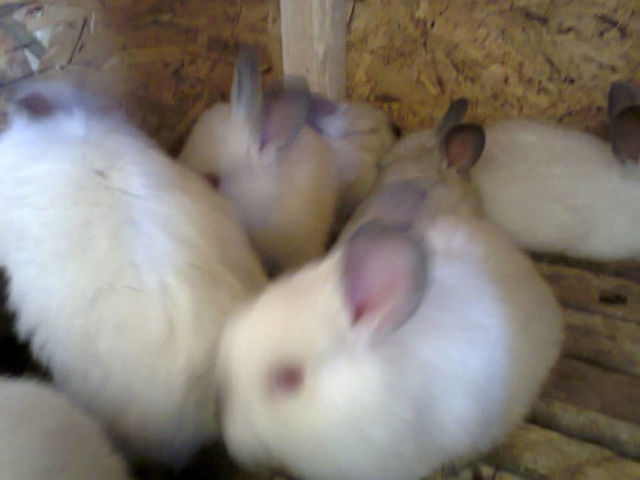 Fotografie0442 - PUI CALIFORNIAN