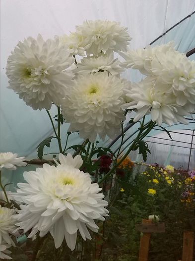zembla alba - Crizanteme butasi