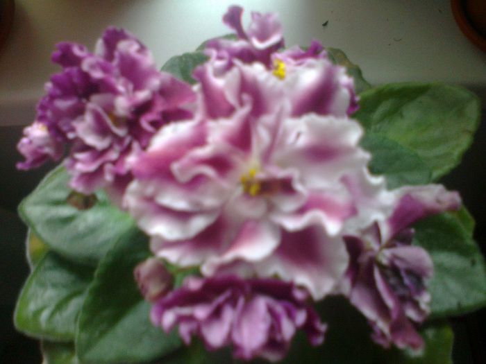 Moroznaja Visinia - VIOLETELE mele dragi