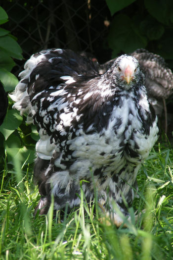 PUICUTE COCHIN (5) - 1c___PUICUTE COCHIN 2014