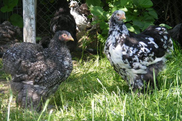 PUICUTE COCHIN (7) - 1c___PUICUTE COCHIN 2014