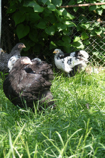 PUICUTE COCHIN (9) - 1c___PUICUTE COCHIN 2014