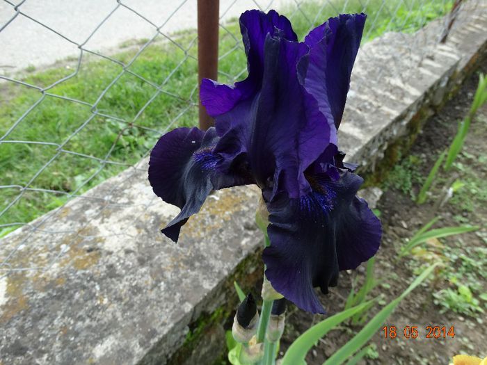 DSC03527
