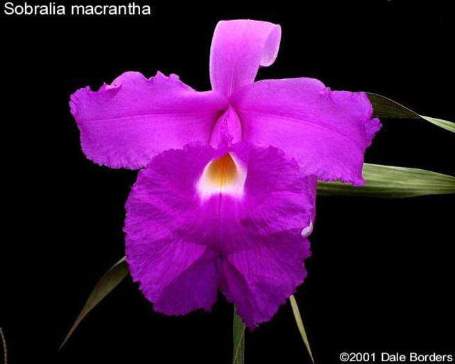 sobmacrantha - sobralia macrantha