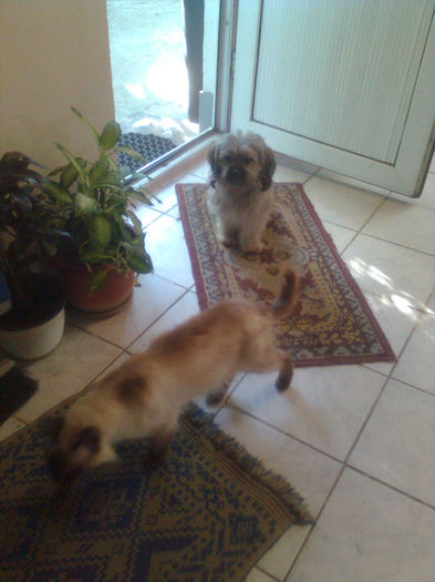 BUBU si FIFI - 6 Shih-Tzu si BIRMANEZU