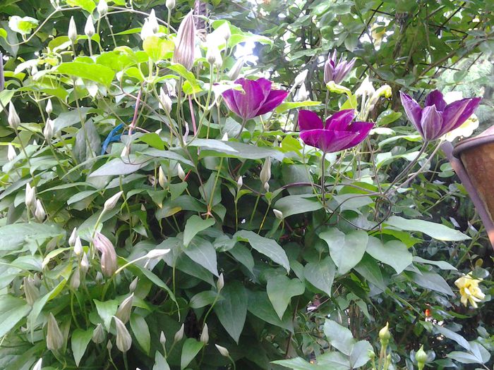 20140519_194957 - 1mai