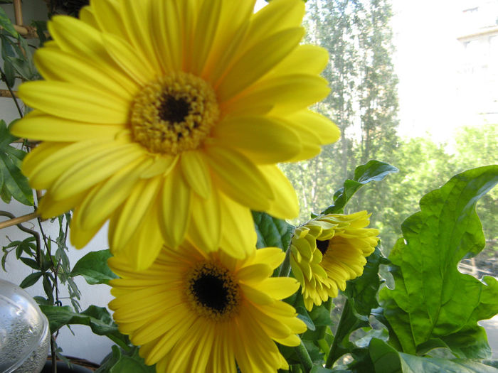 Gerbera