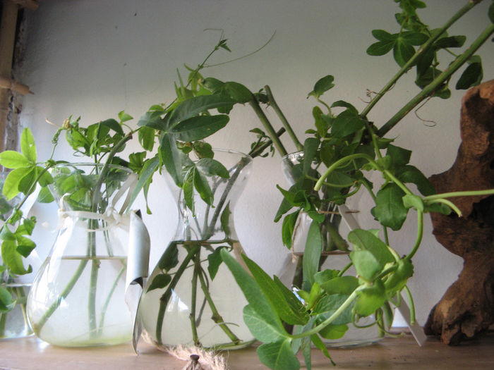 Butasii de passiflora