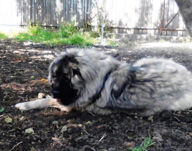 THOR - 10 luni - g Thor