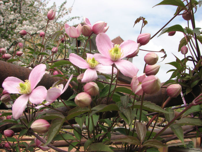 IMG_0033 - Clematita Montana Rubens 2014