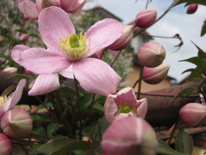 IMG_0039 - Clematita Montana Rubens 2014