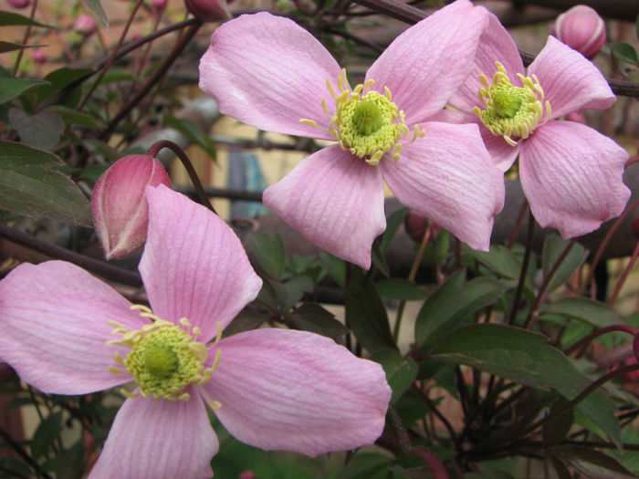 IMG_0046 - Clematita Montana Rubens 2014