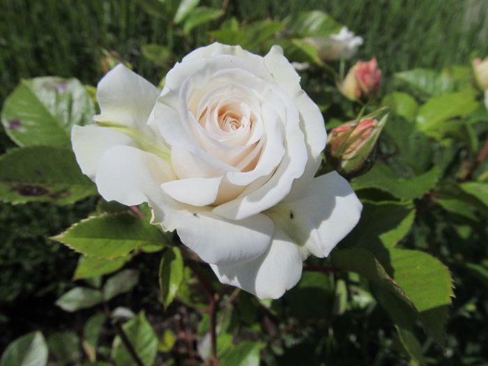  - Diverse 2 - Gradina cu flori
