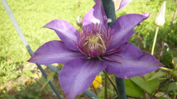 010 - clematite infloriri