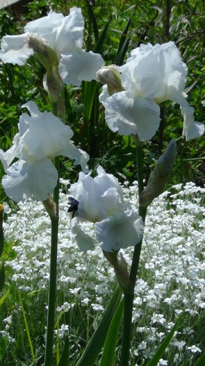 DSC01051 - g-irisi2014