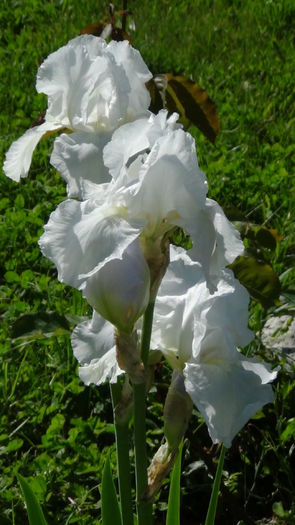 DSC01152 - g-irisi2014