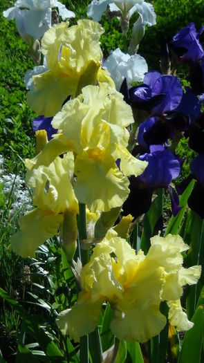 DSC01149 - g-irisi2014