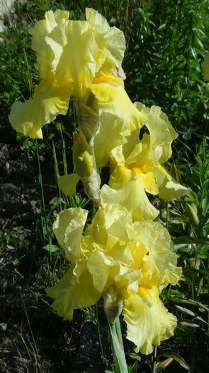 DSC01157 - g-irisi2014