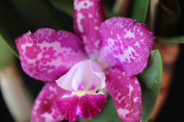 19.05.2014 061 - 0 Orhidee Cattleya  propuse spre vanzare