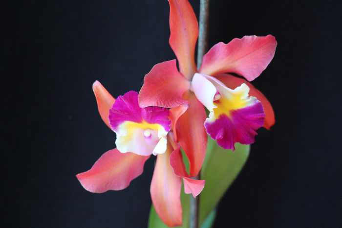 19.05.2014 025 - 0 Orhidee Cattleya  propuse spre vanzare
