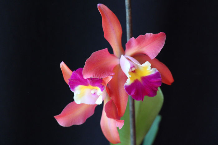 19.05.2014 027 - 0 Orhidee Cattleya  propuse spre vanzare