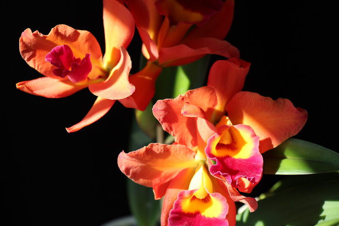 19.05.2014 052 - 0 Orhidee Cattleya  propuse spre vanzare
