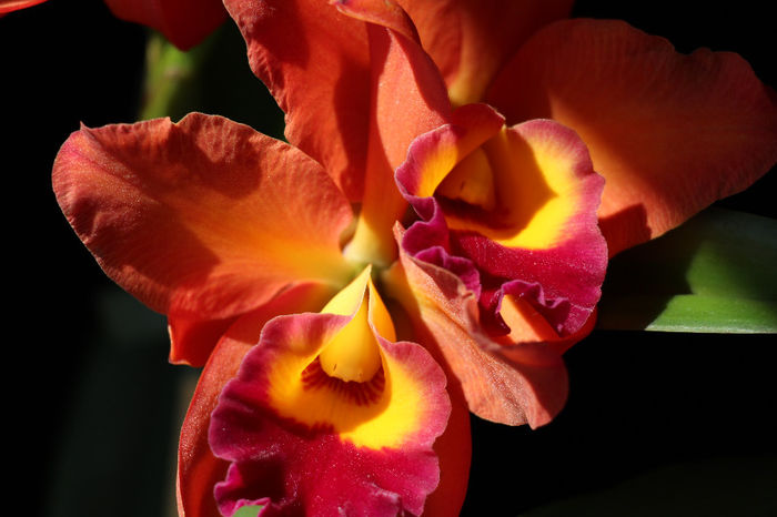 19.05.2014 054 - 0 Orhidee Cattleya  propuse spre vanzare