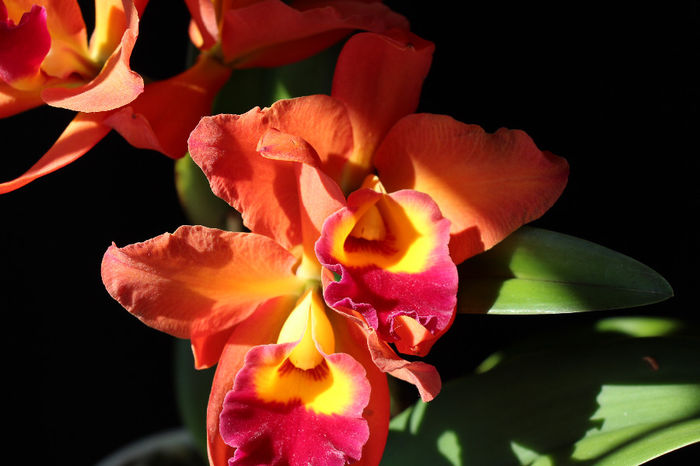 19.05.2014 055 - 0 Orhidee Cattleya  propuse spre vanzare