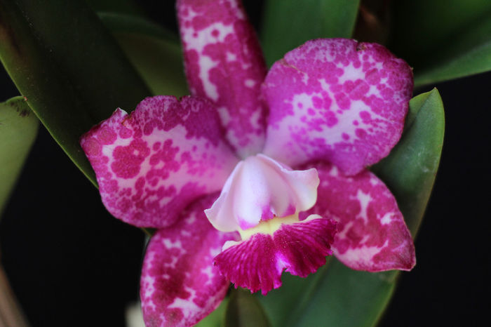 19.05.2014 058 - 0 Orhidee Cattleya  propuse spre vanzare