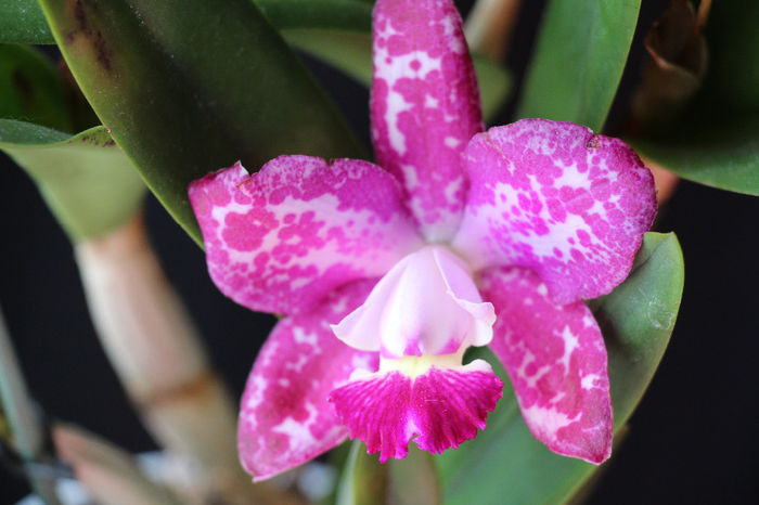 19.05.2014 060 - 0 Orhidee Cattleya  propuse spre vanzare