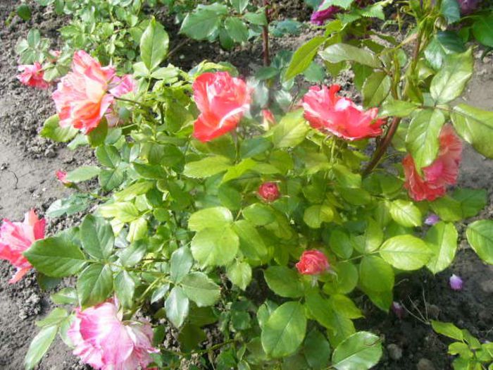 Rosa Grimaldi