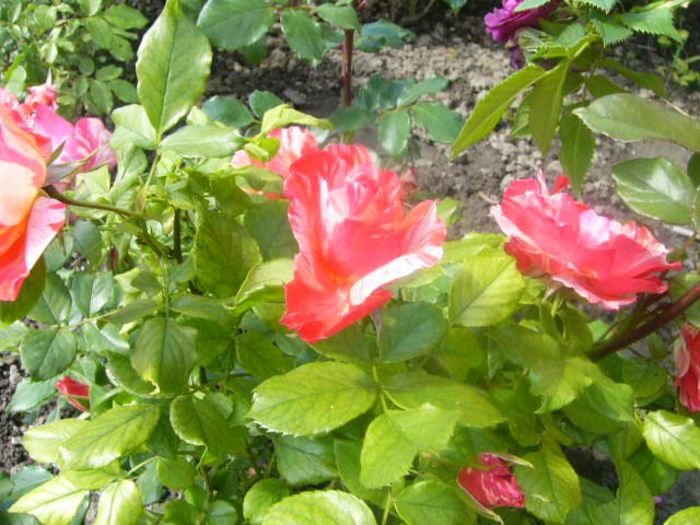 P1210520