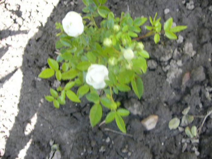 P1210532