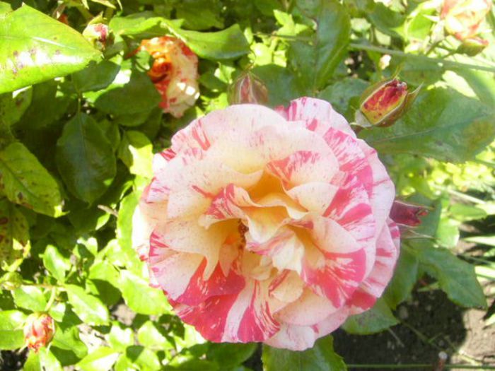 P1210559