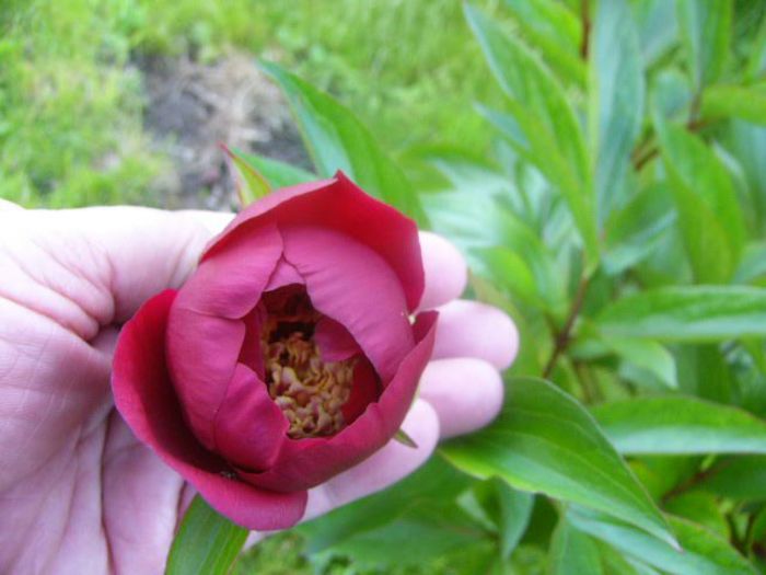 Paeonia Charles Burgges