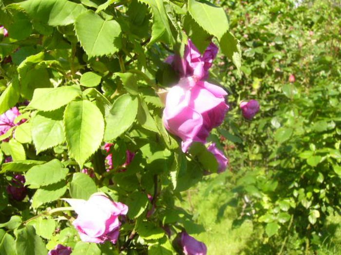 P1210579