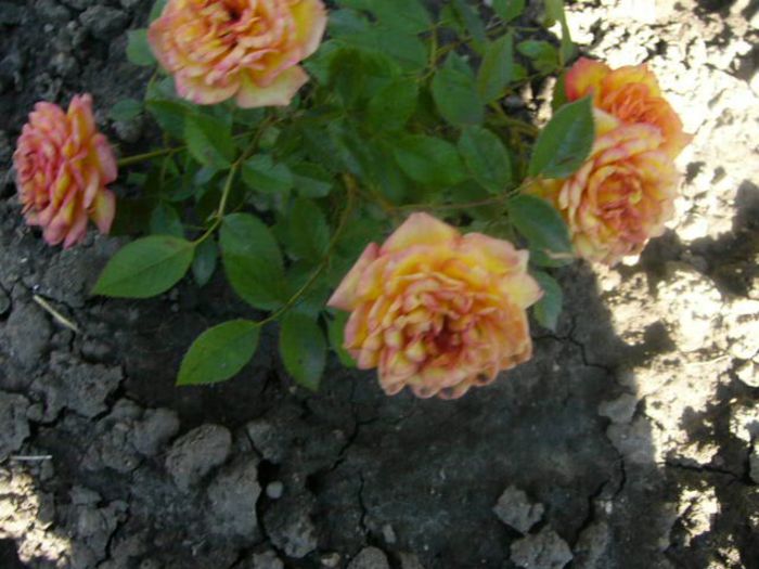 P1210593