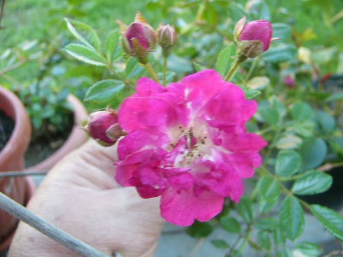 P1210621 - Gradina 2014 II