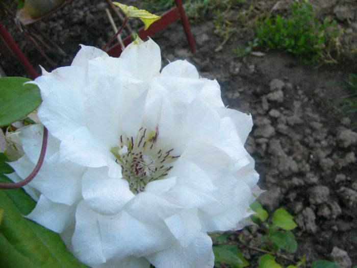 P1210624 - Gradina 2014 II