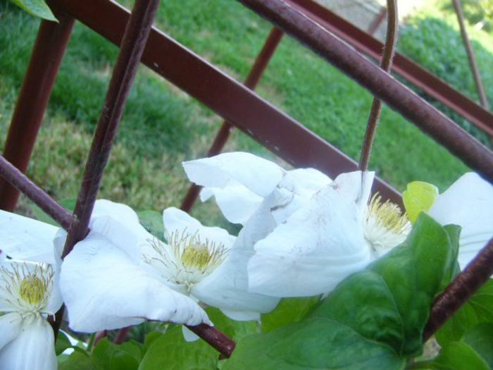 Clematita Duchess of Edinburgh