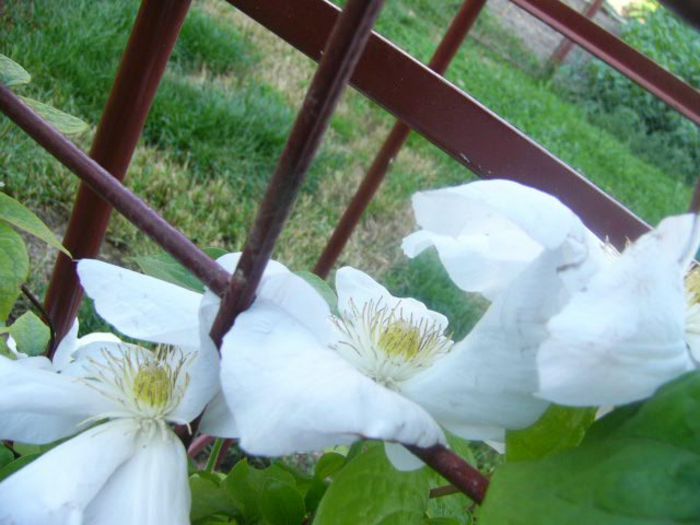 P1210629 - Gradina 2014 II