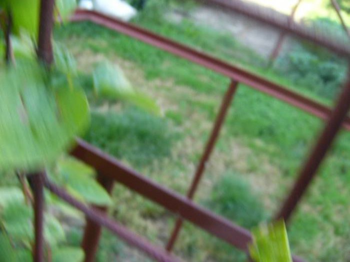 P1210630 - Gradina 2014 II