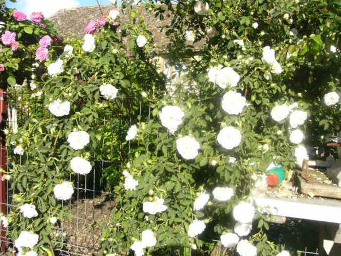 P1210631 - Gradina 2014 II