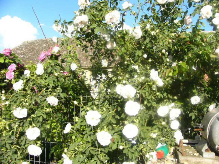 P1210632 - Gradina 2014 II